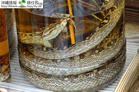 ハブ 酒 効果|沖縄名物「ハブ酒」の効果は？飲み終わった後のハブ。